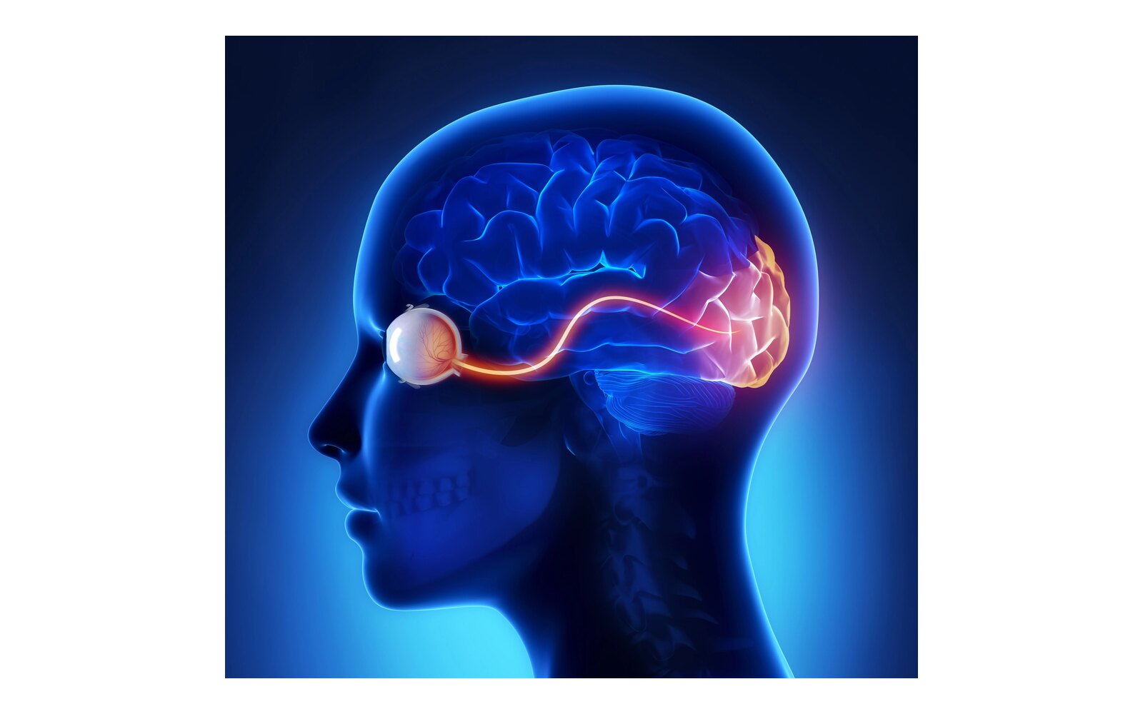 Neuron Identification and Segmentation
